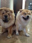 My 2 Baobei Chow Chow @ Home