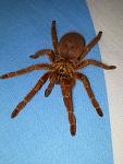 Orange Baboon (OBT)