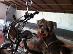 Cookie on Bike