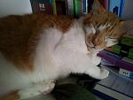 20121105 165204 Is'nt he such a baby...sleeping by resting his head on a pile of my daughters books